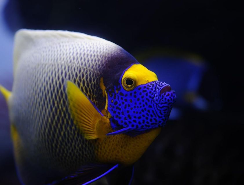 From Sharm: White Island and Ras Mohamed Snorkeling Trip - Practical details for a smoother day