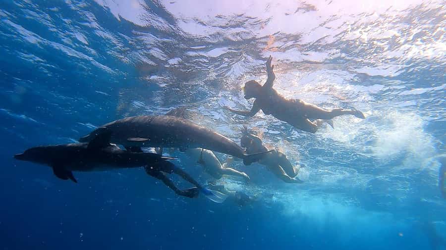 From Sharm: White Island and Ras Mohamed Snorkeling Trip - Who will enjoy this trip most