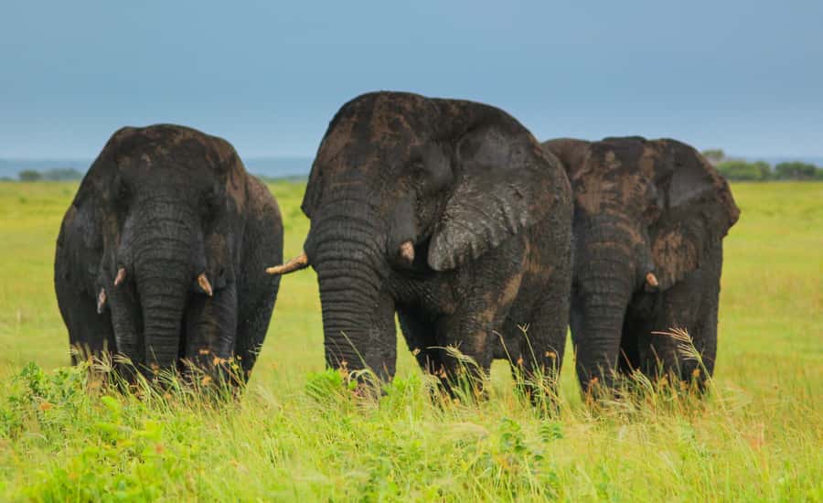 From St Lucia: Cape Vidal Full-Day Snorkeling Safari - From St Lucia into iSimangaliso Wetland Park