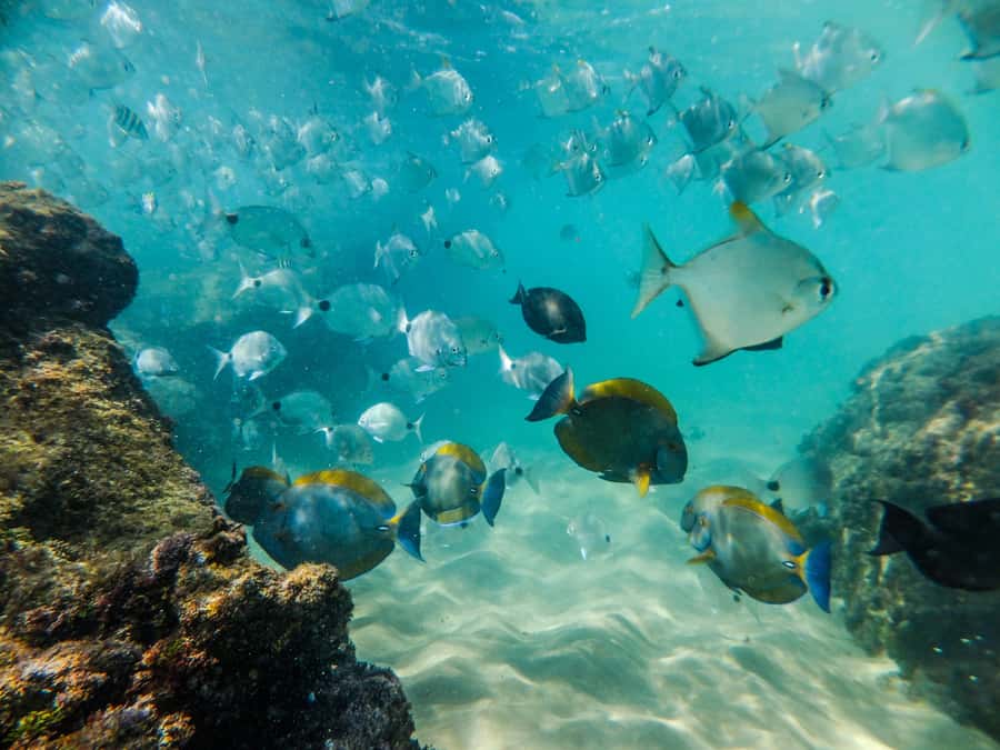 From St Lucia: Cape Vidal Full-Day Snorkeling Safari - What the two-hour snorkeling session is really like