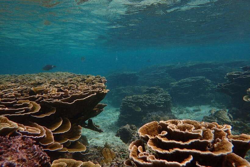 From Uppuveli Beach: Pigeon Island Snorkeling Tour - Pigeon Island itself: beautiful, small, and basic
