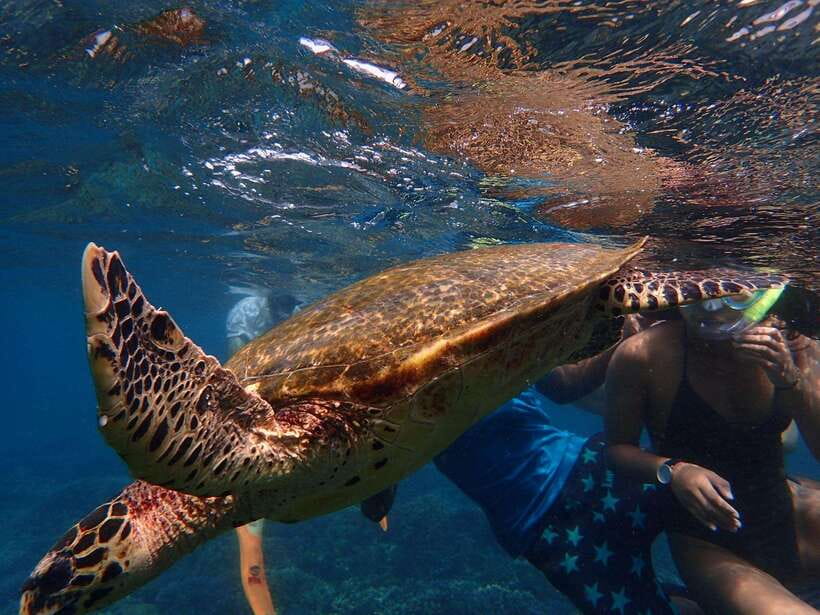 From Uppuveli Beach: Pigeon Island Snorkeling Tour - How much snorkeling time will you get?