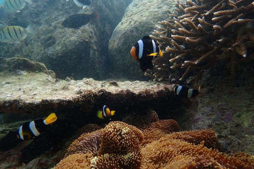 From Uppuveli Beach: Pigeon Island Snorkeling Tour - What the LKR 13,000 park fee means for your budget