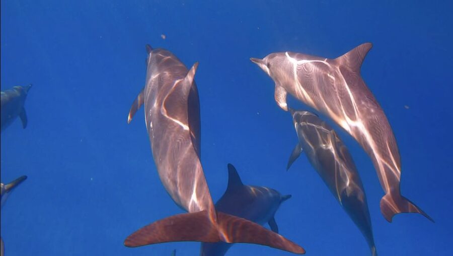 From Waikiki: Turtle Canyon Snorkeling Tour - Key points at a glance