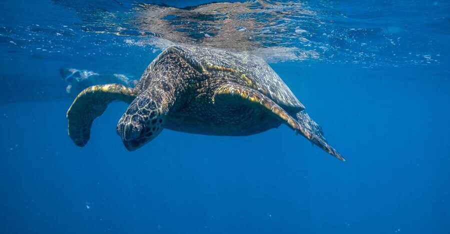 From Waikiki: Turtle Canyon Snorkeling Tour - Why Turtle Canyon is the point of the trip
