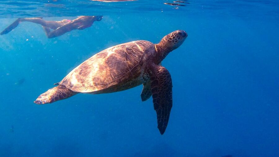 From Waikiki: Turtle Canyon Snorkeling Tour - The 15-minute ride from Honolulu