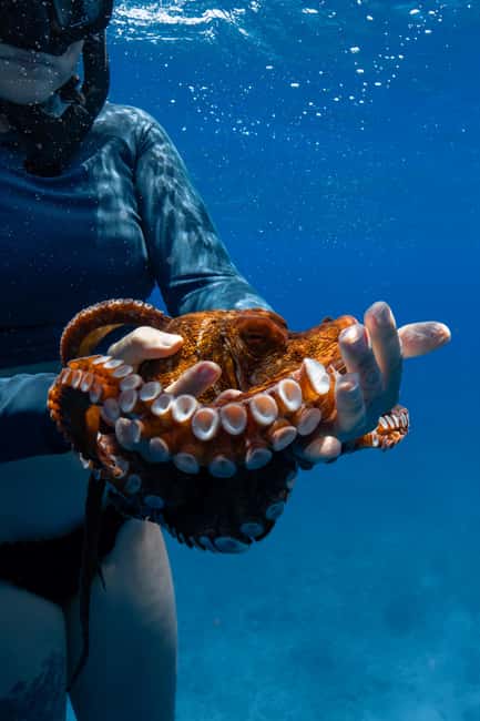 From Waikiki: Turtle Canyon Snorkeling Tour - What you might see besides turtles