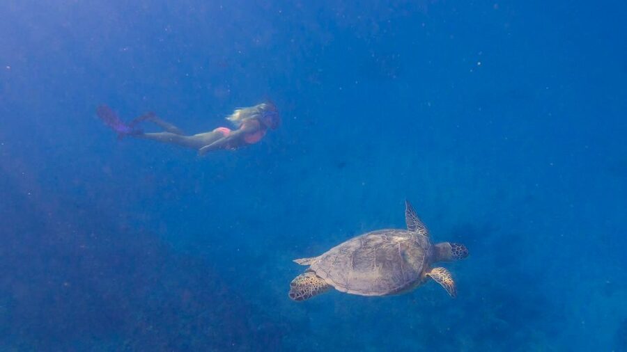 From Waikiki: Turtle Canyon Snorkeling Tour - Choosing the right time and group