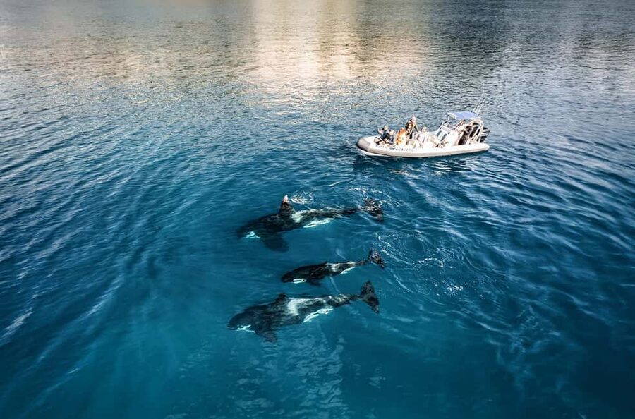 From Whitianga: Cathedral Cove Cruise with Snorkeling - Is $82 a fair price?