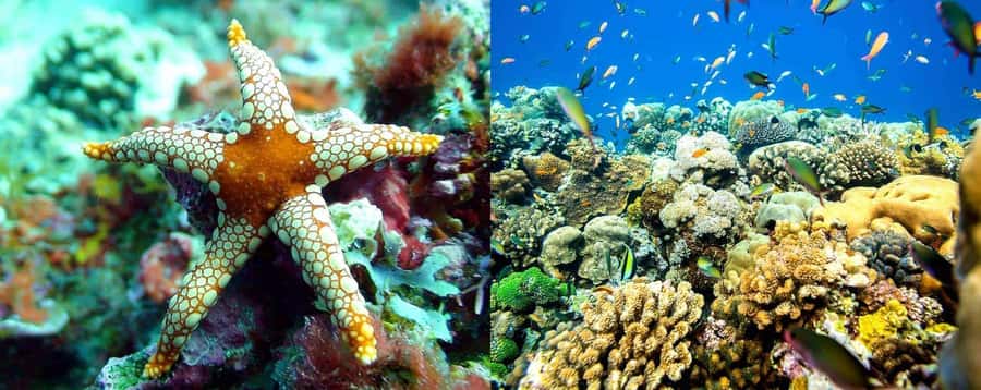 From Zanzibar: Mnemba Boat Tour with Snorkeling & Dolphine - How crowded can Mnemba feel?