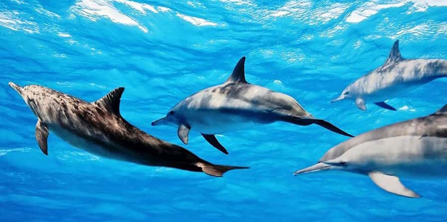 From Zanzibar: Mnemba Boat Tour with Snorkeling & Dolphine - Setting off from Nungwi or Kendwa