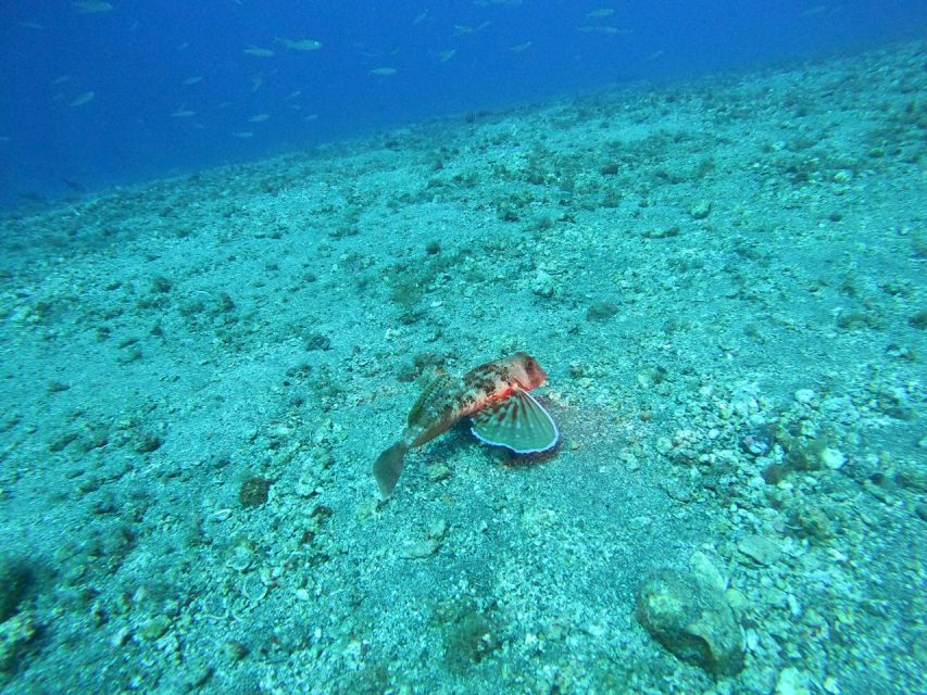 Fuerteventura: Guided Snorkeling in La Lajita with Pickup - How much water time do you really get?