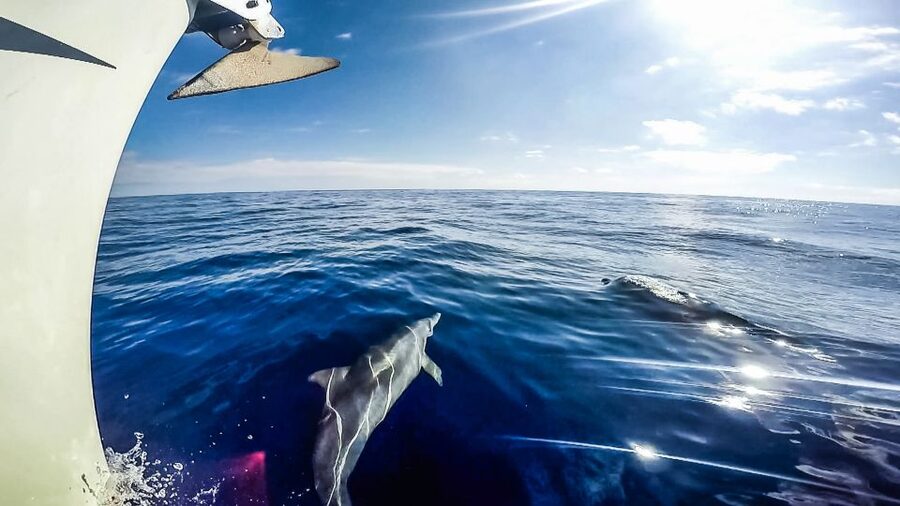 Fuerteventura: Sailing with Snorkeling and Dolphin Watching - The swim and snorkeling stop