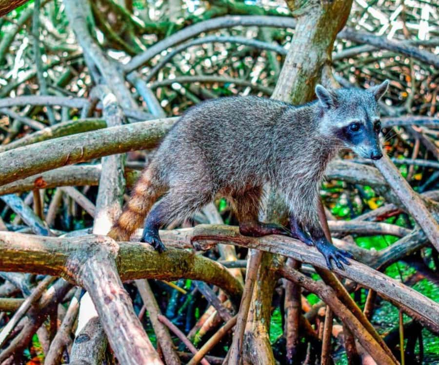 Full Day Barú island: Mangrove +Snorkel + Sunset + Plankton - Mangroves, raccoons, and a short boat ride