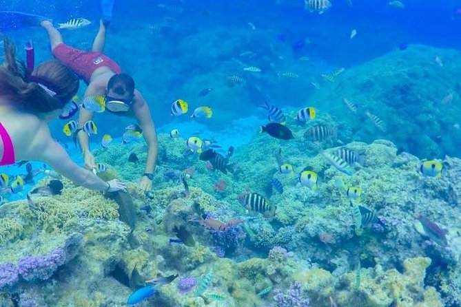 Full-Day Bora Bora Lagoon Cruise Including Snorkeling with Sharks and Stingrays - Why this Bora Bora boat trip is worth considering