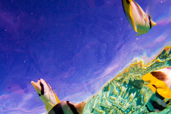 Full-Day Bora Bora Lagoon Cruise Including Snorkeling with Sharks and Stingrays - Searching for manta and eagle rays