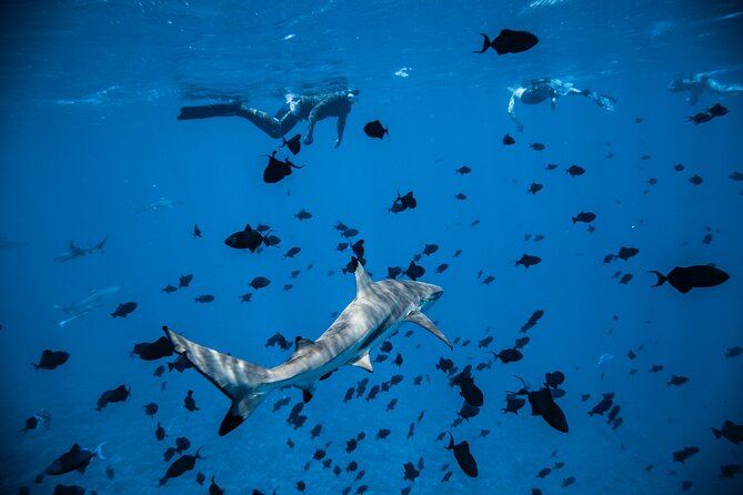 Full-Day Bora Bora Lagoon Cruise Including Snorkeling with Sharks and Stingrays - Music, coconut skills, and local hospitality