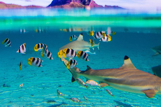 Full-Day Bora Bora Lagoon Cruise Including Snorkeling with Sharks and Stingrays - Leaving the hotel or port at 9:00 am