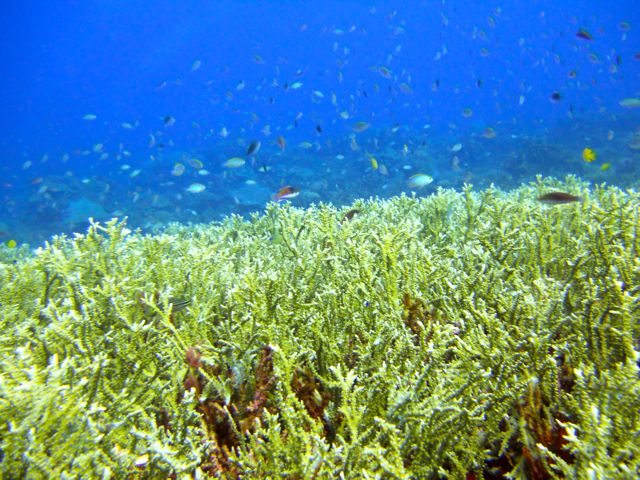 Full-Day Guided Snorkeling Tour from Kota Kinabalu - Is $66 good value?