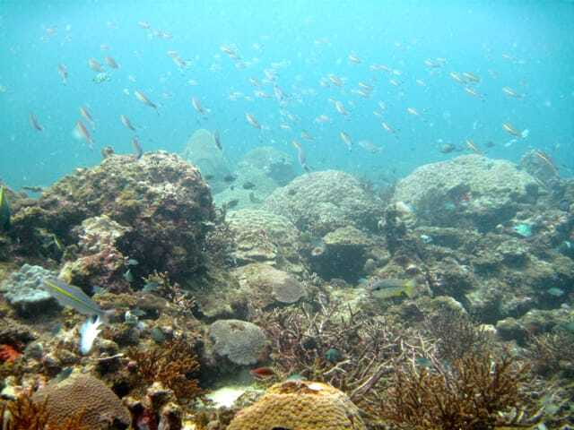 Full-Day Guided Snorkeling Tour from Kota Kinabalu - Should you book it?