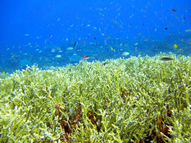 Full-Day Guided Snorkeling Tour from Kota Kinabalu - How the snorkel stops are chosen