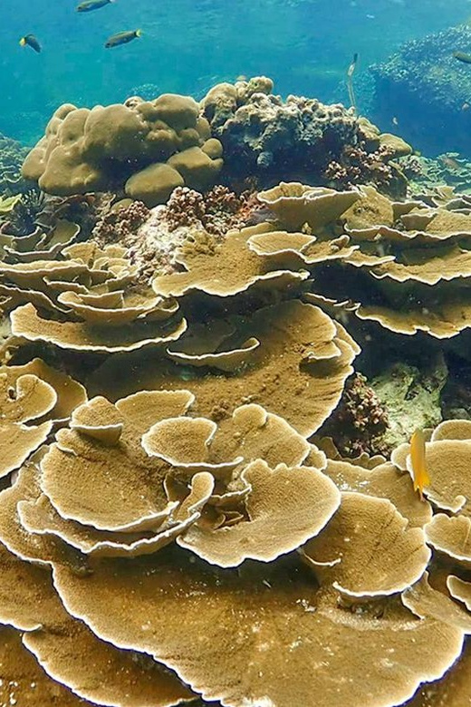 Full-Day Koh Lipe 5 points Snorkeling (East Zone) with Lunch - Koh Kra, the popular first reef stop