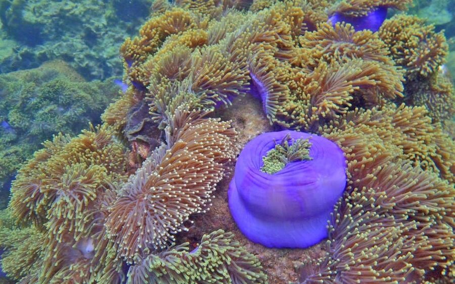 Full-Day Koh Lipe 5 points Snorkeling (East Zone) with Lunch - Ao Mae Mai is the quieter final reef