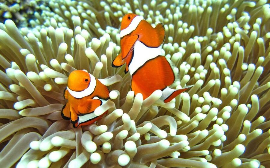 Full-Day Koh Lipe 7 points Snorkeling Experience with Lunch - Lunch at Ao Ling and Monkey Beach