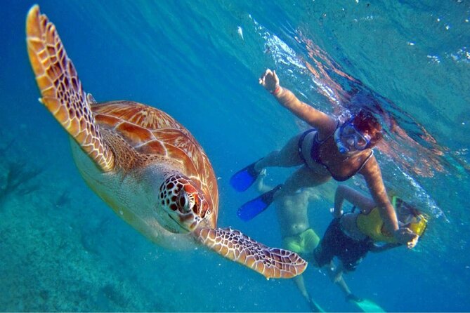 Full Day Oahu Circle Island -Turtle Beach Snorkel at North Shore - Five useful things to know before booking