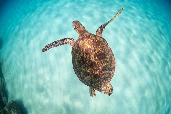 Full Day Oahu Circle Island -Turtle Beach Snorkel at North Shore - Why this Oahu day tour works for a first visit