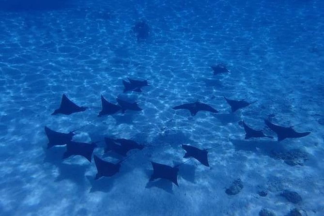 Full-Day Private Boat Tour of Bora Bora Lagoon with Snorkel - Starting at 8:30 am from your Bora Bora accommodation