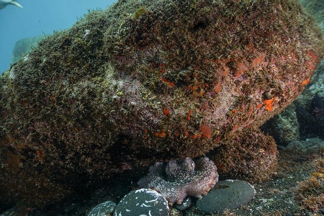 Funchal: Snorkeling Adventure in Eco-Park / Shore or by Boat - My call: book it if you want a low-cost, independent swim