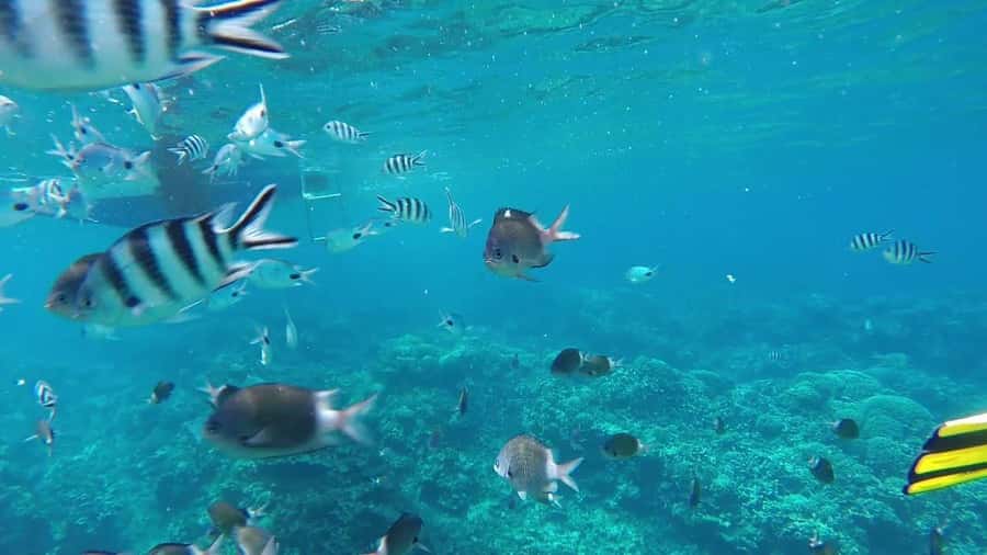 GBaie: 3 North Islands Cruise, Lunch & CoindeMire Snorkeling - Space, music, and the mood onboard