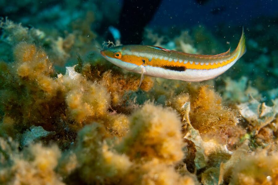 Genoa: snorkeling a stone's throw from downtown - Key points to know before booking