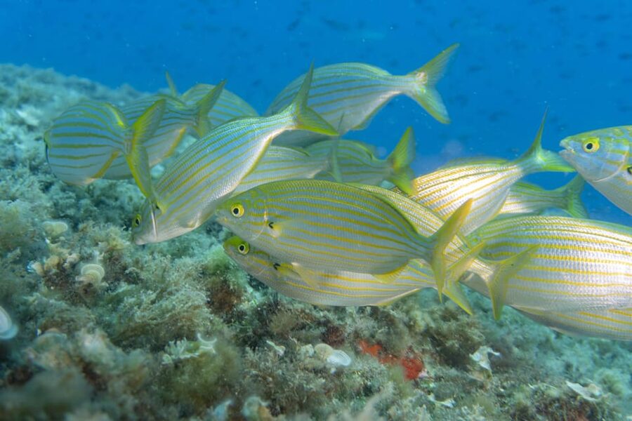 Genoa: snorkeling a stone's throw from downtown - Finding Bagni Liggia on Via Gerolamo Gaslini