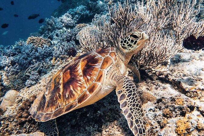 Gili Air: Snorkeling 3 Gili Islands with GoPro Camera - Who will enjoy this Gili Air trip most