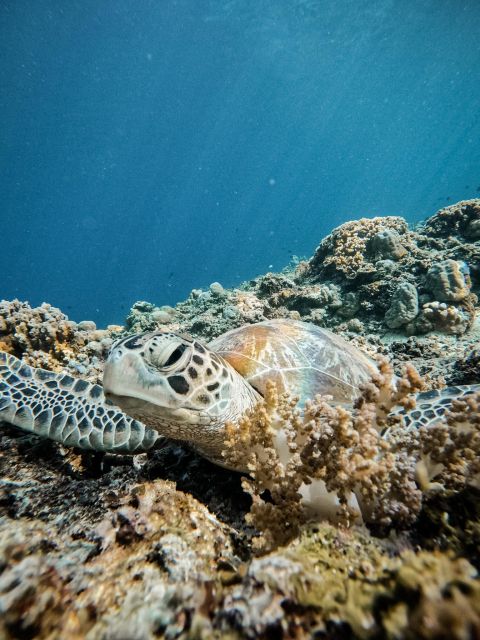 Gili Islands: Group or Private Snorkeling Tour with GoPro - Swimming around Gili Meno’s underwater statues