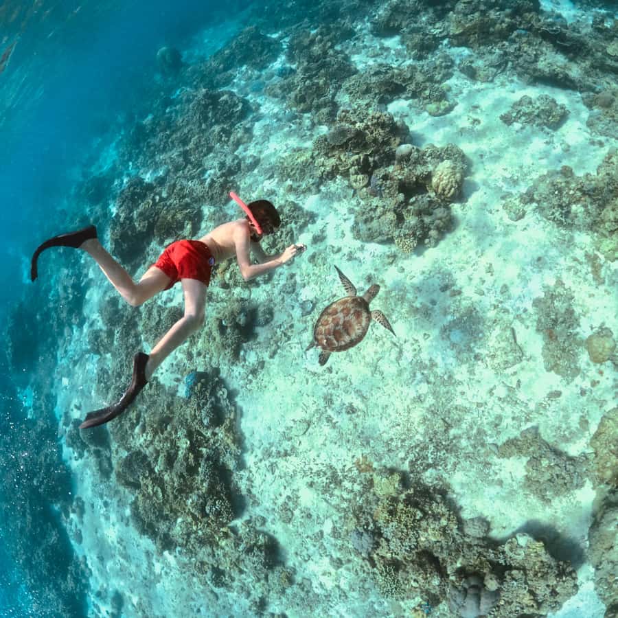Gili Islands: Private or Shared Snorkeling Boat Trip - Three islands, one boat, and a lot of sea life