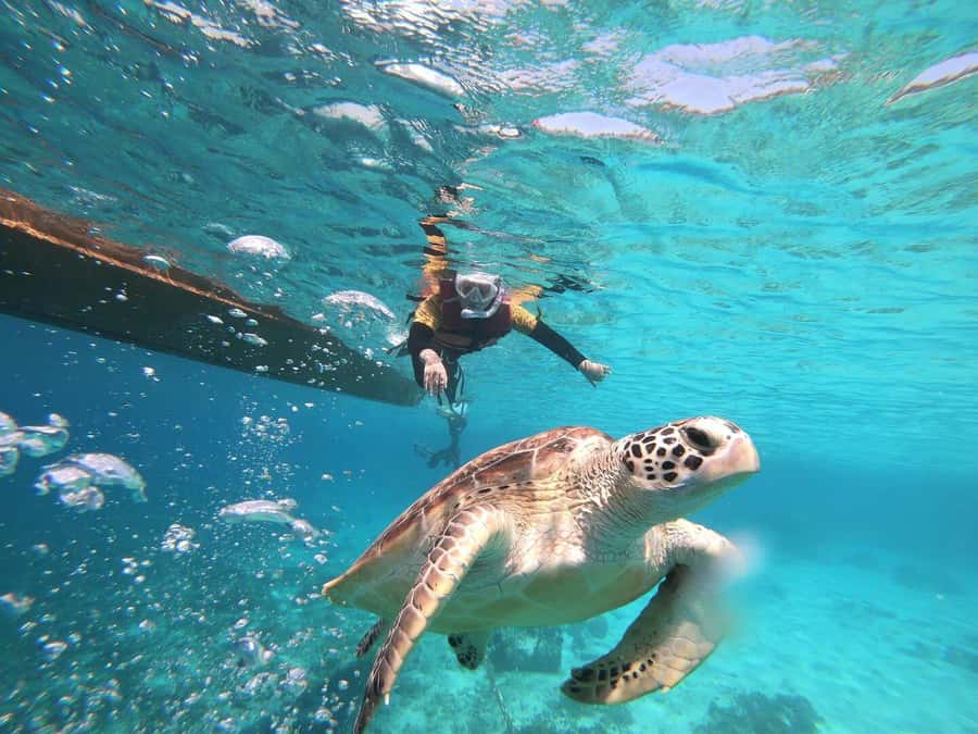 Gili Islands: Private or Shared Snorkeling Boat Trip - The Nest statues and the crowd factor