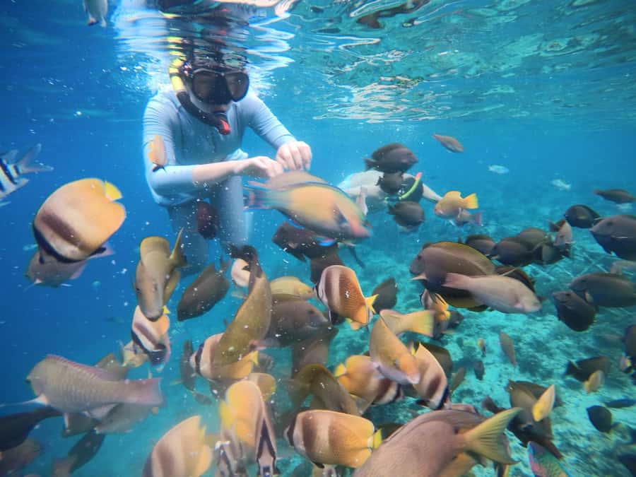 Gili Islands: Private Snorkeling Boat Tour with Local Guide - Timing, crowds, and the best value