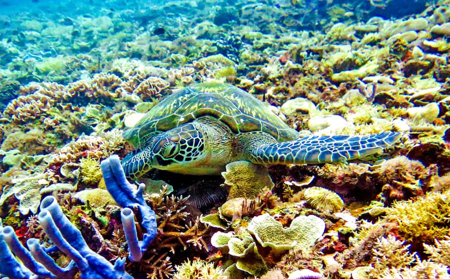Gili Islands: Underwater Statues Cruise and Snorkeling - The underwater statues are the main event