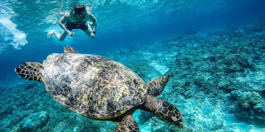 Gili Islands: Underwater Statues Cruise and Snorkeling - Virgin Coral Garden shows the reef side
