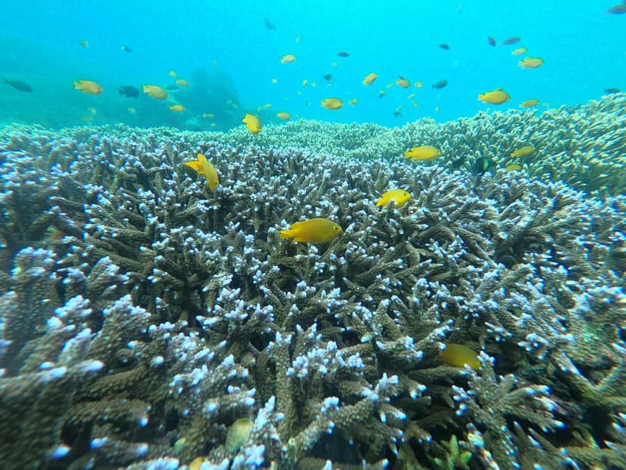 Gili Snorkeling Tour With GO PRO Documentation - Turtle Point and the best chance of seeing turtles