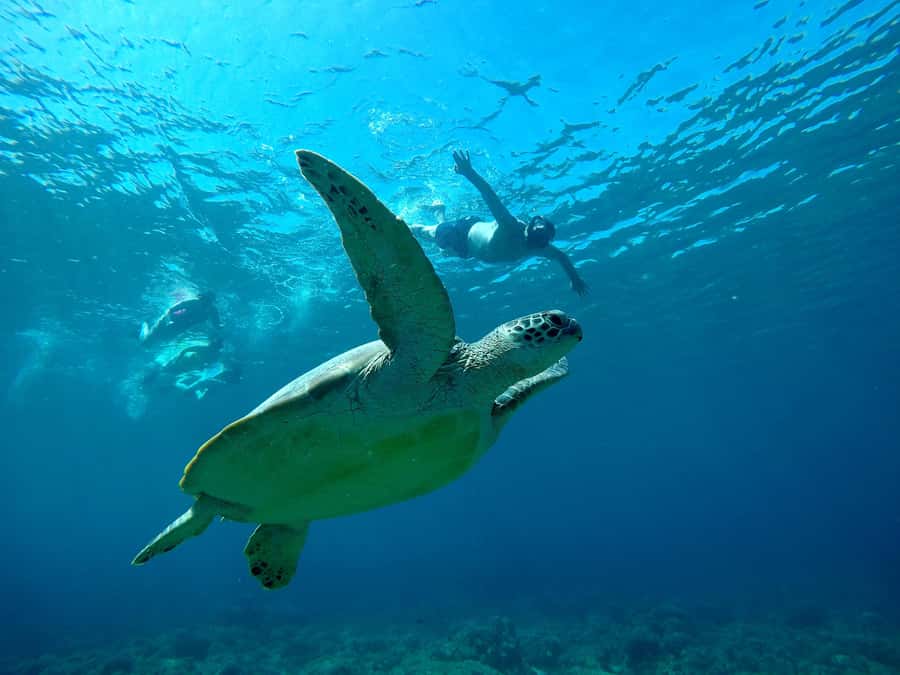 Gili SUNSET Snorkeling Tour With GOPRO Documentation - Blue coral, colorful fish, and changing sea conditions