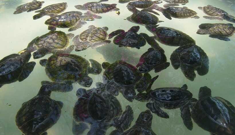 Gili SUNSET Snorkeling Tour With GOPRO Documentation - GoPro photos and what is actually included