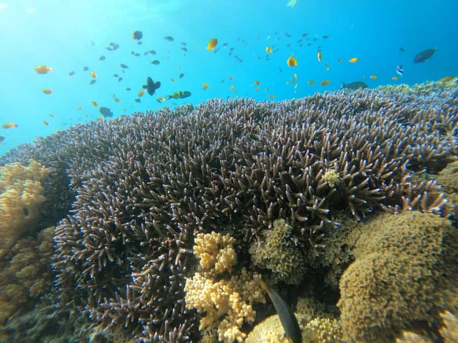 Gili T Island: Gili Snorkeling Day Trip Swim With Turtles - Starting near Kayu Cafe on Gili Trawangan