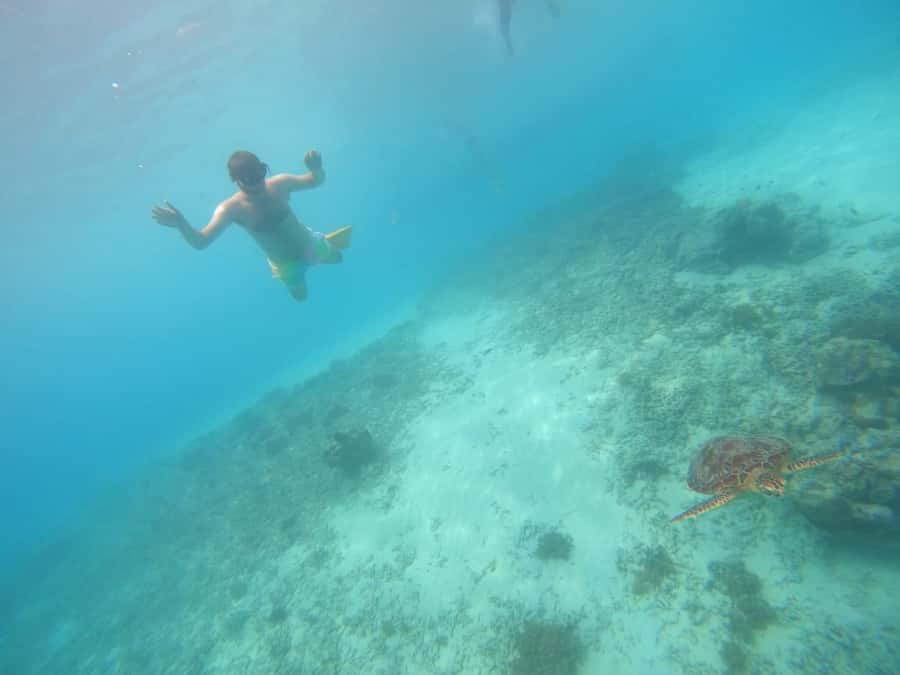 Gili T Island: Gili Snorkeling Day Trip Swim With Turtles - Snorkeling for beginners and confident swimmers