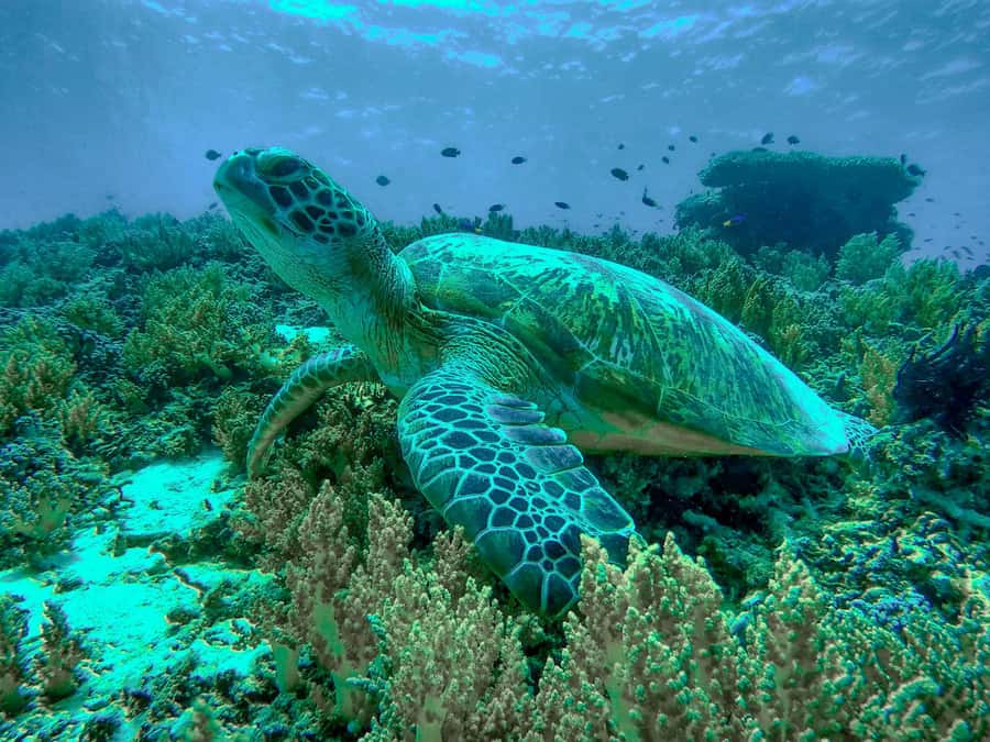 Gili Trawangan: Gili Islands Sunset Boat Tour and Snorkeling - The glass-bottom boat and the ride between stops