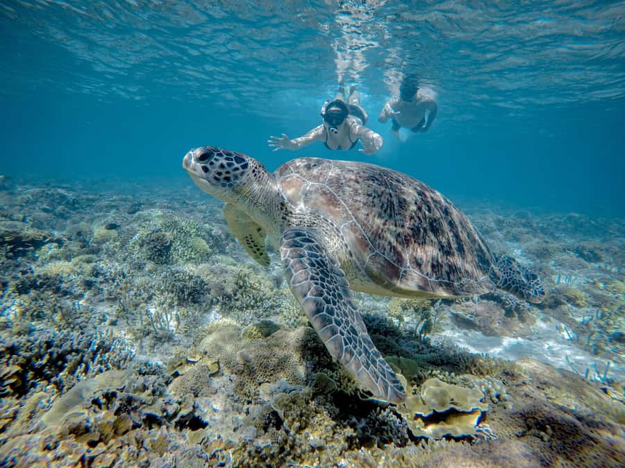 Gili Trawangan : Half Day Snorkeling with Turtle and Statue - Gili Meno’s circle of 48 underwater statues