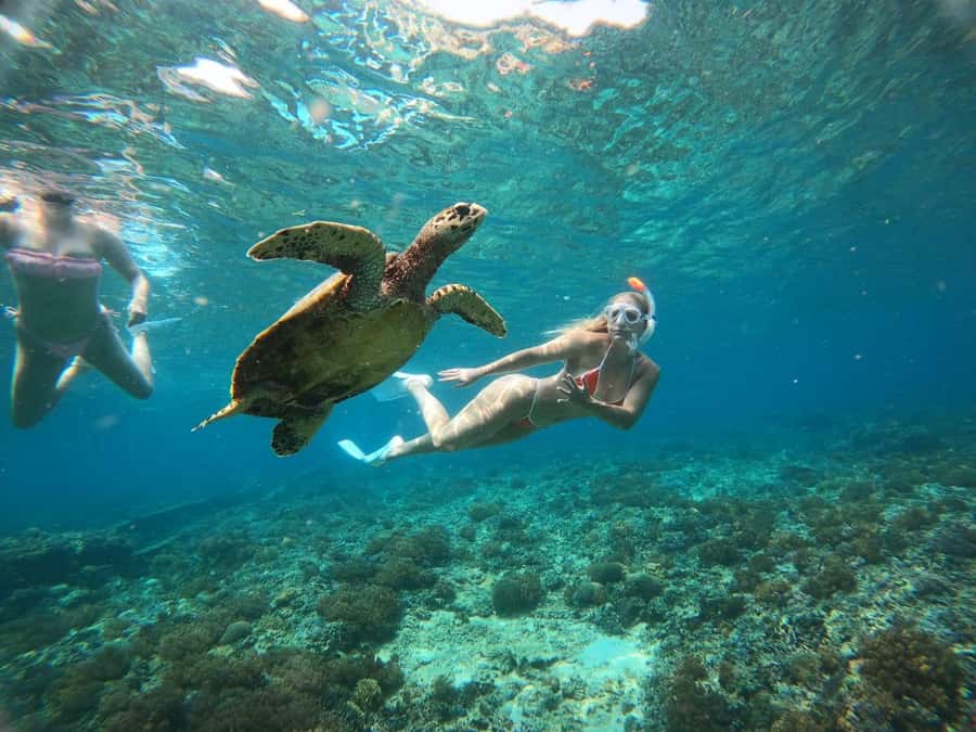 Gili Trawangan: Private Snorkeling 4 Spots Turtle with Gopro - Key points to know before booking